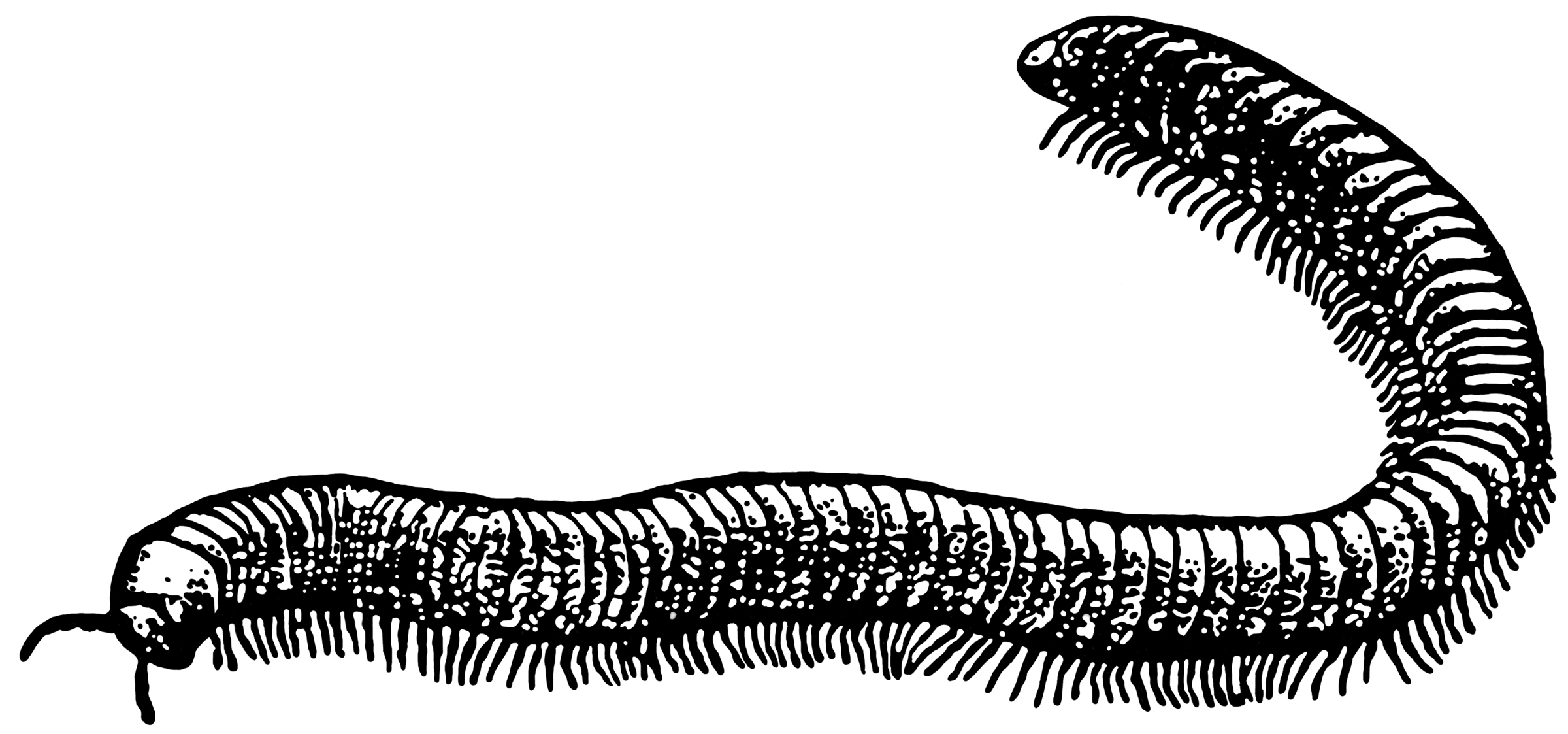 Millipede