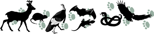 Natural History logo showing silhouettes of animals over paw print pattern