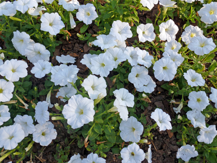 Petunia flowers