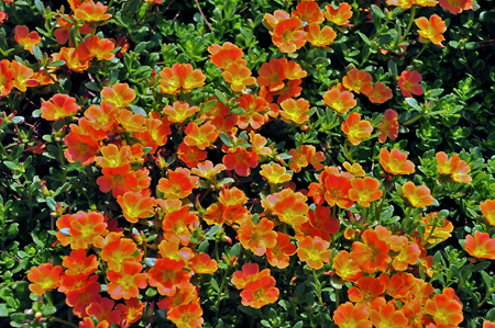 Portulaca flowers