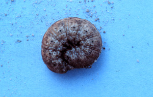 Wireworm