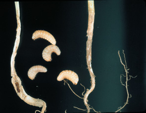 Wireworms