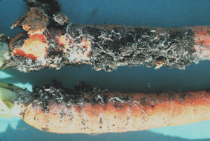 White mycelium of Schlerotium rolfsii on carrots.