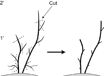 Two foot tall blueberry plants before and after pruning. Dotted lines indicate twigs to be pruned.