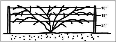 Trellis with the first wire 24 inches from the ground, the next 18 inches above that, and the third another 18 inches above that.