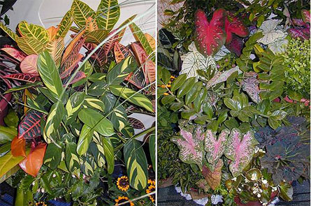 Two photos of garden areas consisting of tropical leafy plants in varying colors.