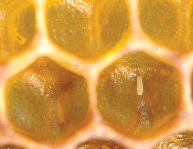 honeybee eggs