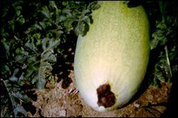 Watermelon with an area of rotting tissue at the end