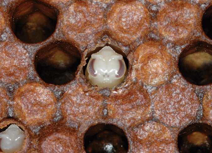 Honeybee pupa