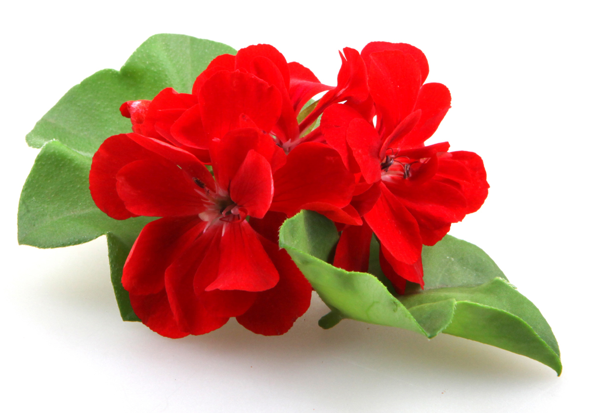 Geranium flowers