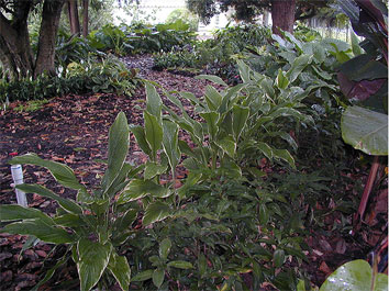 Plants growing in shade