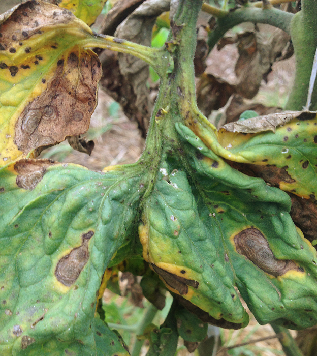 Tomato leaf showing irregular brown lesions containing concentric rings