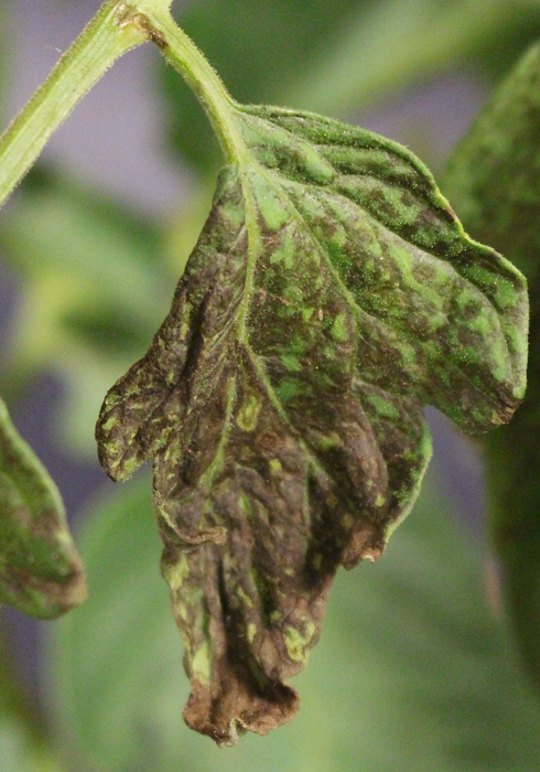 Tomato leaf wilting with dark regions