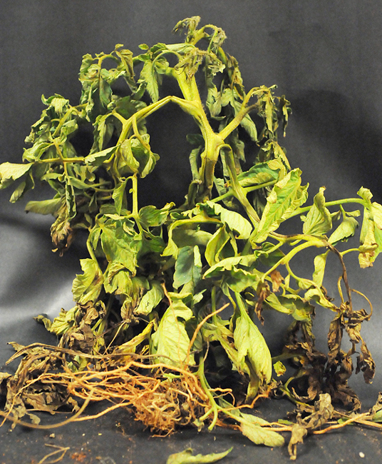 Whole tomato plant showing dark lesions on stems