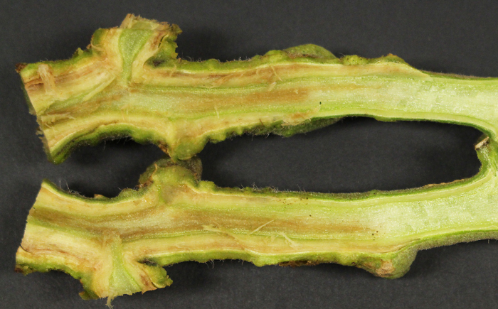 The stem of a tomato plant cut in half to show the browning of the tissues just under the surface and in the center of the stem.