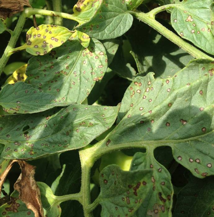 Tomato leaf showing small brown spots with gray centers