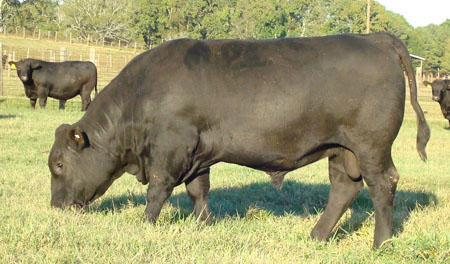 bull