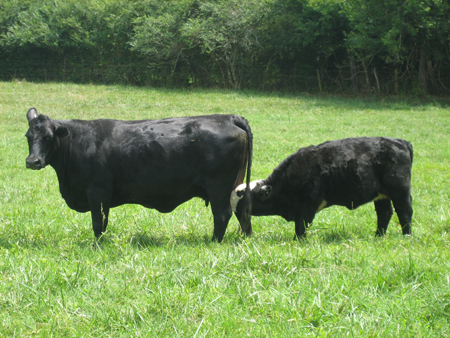 cow with weaning calf