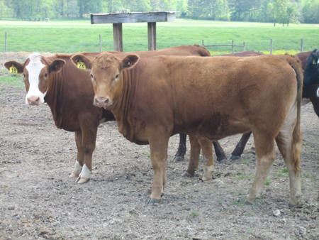 cows