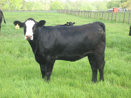 heifer