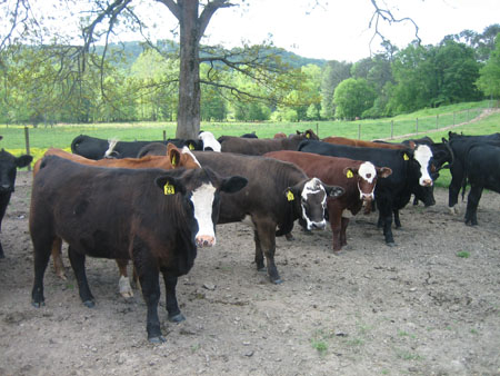 cow herd