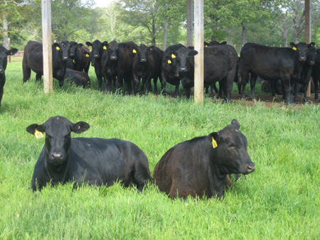 cows laying in a field with a herd of more cows in the background