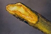 Photo showing vascular discoloration from Fusarium wilt in cut stem.