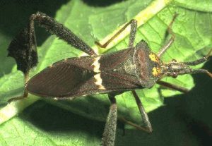 Photo of leaffooted bug adult.