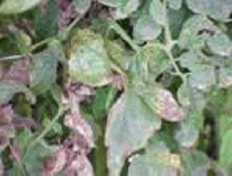 Photo showing chlorosis on leaves caused by bacterial spot.