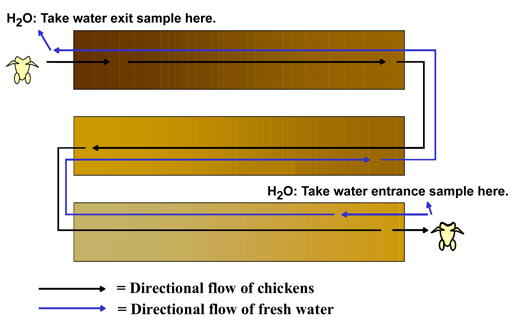 Diagram of water sample locations with arrows indicating water flow and chicken flow. The chickens and fresh water flow in opposite directions.