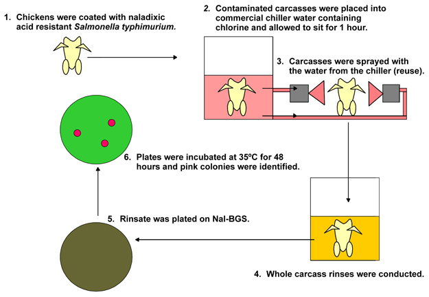 Chickens were coated with naladixic acid resistant Salmonella typhimurium. Contaminated carcasses were placed into commercial chiller water containing chlorine and allowed to sit for 1 hour. Carcasses were sprayed with the water from the chiller (reuse). Whole carcass rinses were conducted. Rinsate was plated on Nal-BGS. Plates were incubated at 35 degrees C for 48 hours and pink colonies were identified.
