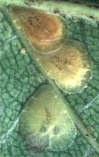Scale insects on a leaf