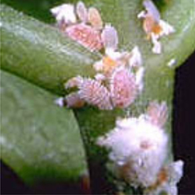 Mealybugs