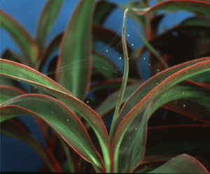 Spider mites