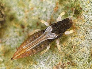 Thrips
