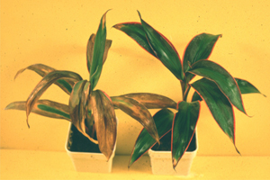 symptoms of fluorine damage on Ti plant