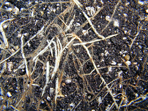 Soluble salts can burn roots.