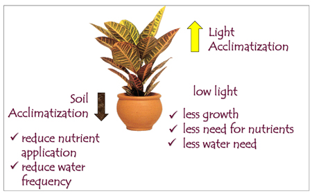 The two sides of acclimatization, light and soil.