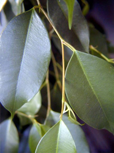 Acclimatized Weeping Fig