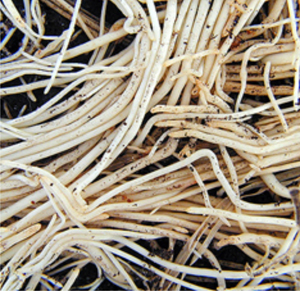 Healthy roots