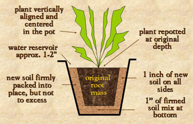 Properly repotted plant, vertically aligned and centered in the pot at original depth. Water reservoir is approx. 1-2 inches with 1 inch of new soil on all sides and 1 inch of firmed soil mix at bottom. The new soil is firmly packed into place but not to excess.