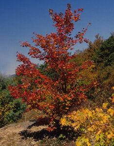 red maple in fall