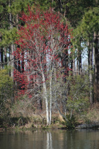 red maple in fall