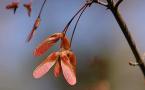 red maple seeds