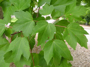 green red maple leaves
