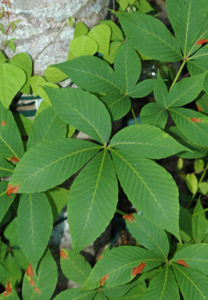 Yellow buckeye foliage