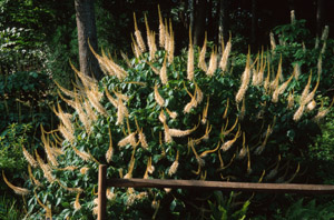 Bottlebrush buckeye in bloom