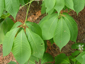 Bottlebrush buckeye leaves