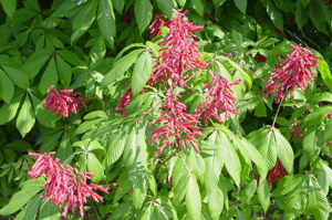Red buckeye flowers and foliage