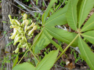 Painted buckeye bloom